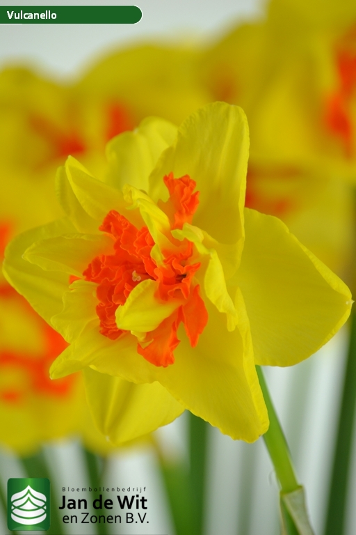 Narcissus 'Vulcanello'